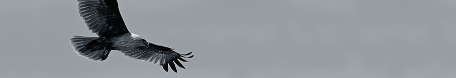 905x156_adler.png