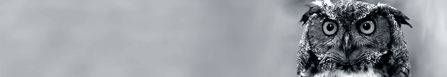 905x156_eule.png