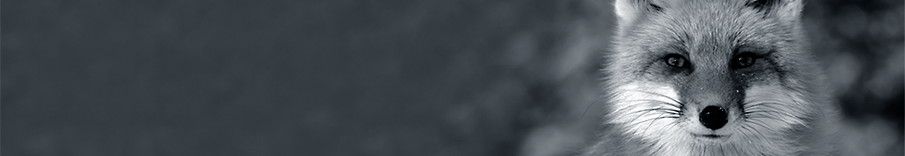 905x156_fuchs.png